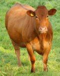 brown-cow.jpg