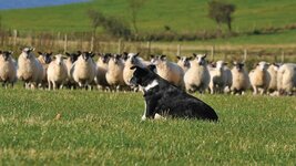 031117_p16_scotland_sheep_sheepdog_TAE_2562_Main.jpg