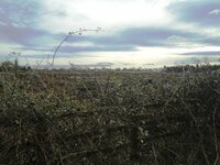 Fossetts Farm  1.JPG