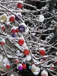 Baubles on the Yew Tree.jpg