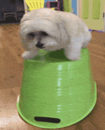 dog2.gif