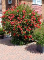 Bottlebrush.jpg