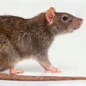 Rattus Norvegicus